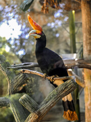 Rhinoceros hornbill perched on a log