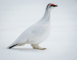Ptarmigan bird on island of Hrisey in Iceland