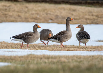 Greylag goose in the beautiful spring nature in Iceland