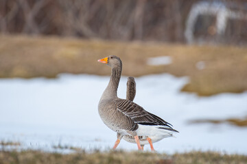 Greylag goose in the beautiful spring nature in Iceland © Gestur