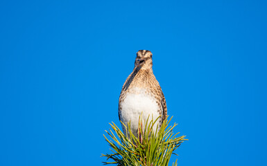 common snipe in the beautiful nature of Northern Iceland