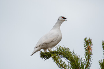 Ptarmigan bird on island of Hrisey in Iceland
