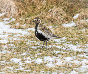 European golden plover in the nature of Iceland