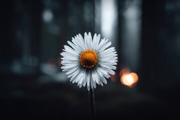 A single white flower with a yellow center on a black background