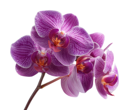 Vibrant orchid blooms botanical garden high-quality nature