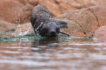 Fototapeta premium fur seal pup
