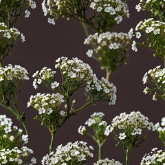 Gypsophila Floral Element PNG for Design
