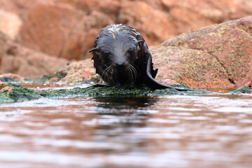 Naklejka premium fur seal pup