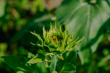 Close-up of a young sunflower bud blooming in a blurry summer field with a background of blurry yellow sunflowers.Green. Yellow.