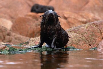 fur seal pup