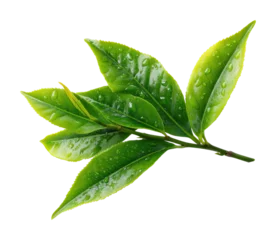 Printed roller blinds Fresh green tea leaves with water drops nature view