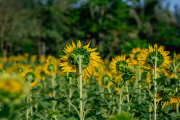 Standing out from the crowd — back view of a single sunflower facing away in a vibrant summer...