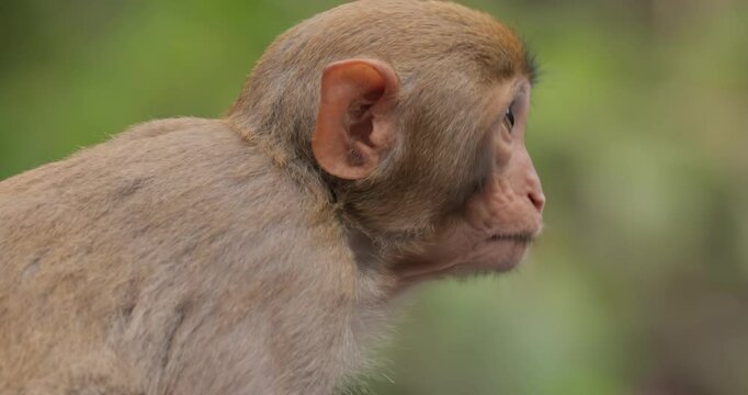 Macaques in nature. Macaques constitute a genus (Macaca) of gregarious monkeys. Macaques are found in a variety of habitats throughout the Asian continent and are highly adaptable.