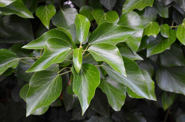 Hedera hibernica branch with green glossy leaves. Closeup photo outdoors. Growing,planting,gardening  climbing ivy plant .