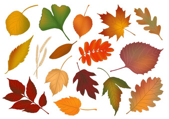 Autumn leaves collection on the transparent background 
