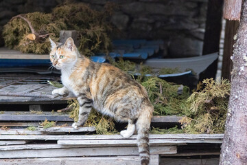 cat in the garden