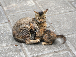Mother cat and kittens