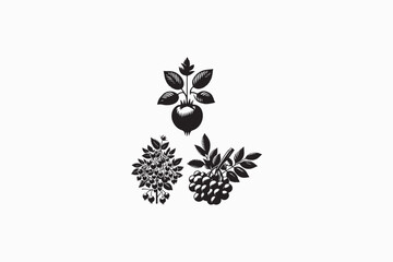 Serviceberry fruit vector silhouettes image made by adobe illustrator. eps