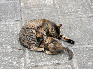 Mother cat and kittens