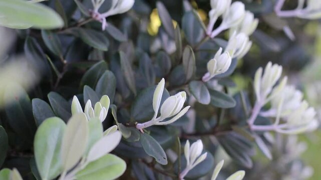 Close-up footage of young foliage on a Metrosideros excelsa or Pohutukawa or New Zealand Christmas tree or iron tree hedge, filmed with a shallow depth of field. The fresh silvery green leaves and blu