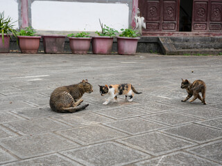 Mother cat and kittens