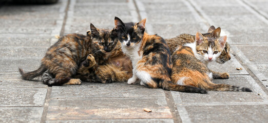 Mother cat and kittens