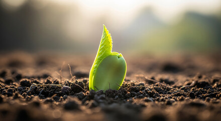 Seedling Emerging from Soil: Symbol of Growth, Life, and World Population Day