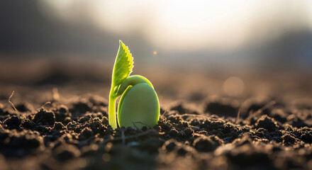 Sprouting Seedling in Soil: A Symbol of Growth and World Population Day
