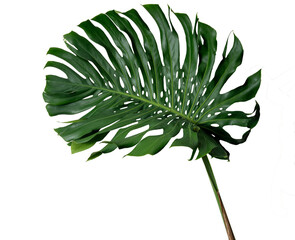The photo of giant monstera leaf isolate on white, high resolution image