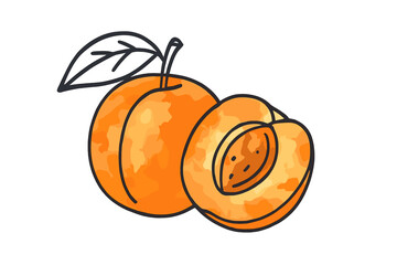 Fresh apricots on a white background with vibrant orange hues showcasing natural colors and textures of the fruit