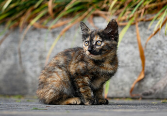 the Mother cat and kittens