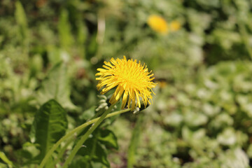 yellow dandelion flower