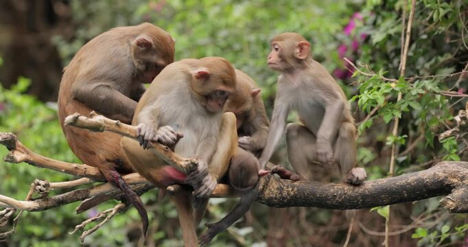 Macaques in nature. Macaques constitute a genus (Macaca) of gregarious monkeys. Macaques are found in a variety of habitats throughout the Asian continent and are highly adaptable.