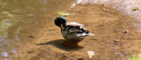 duck in the park