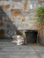 the Mother cat and kittens