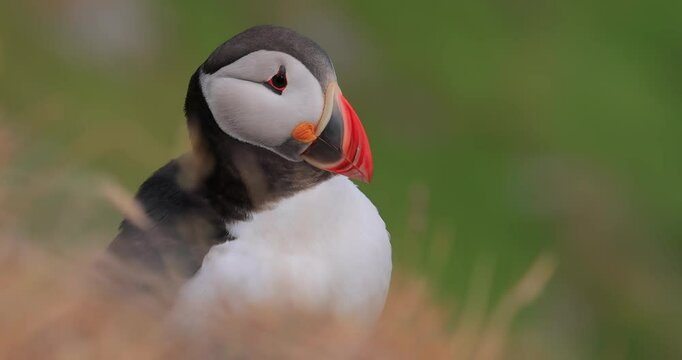 Atlantic puffin (Fratercula arctica), on the rock on the island of Runde (Norway).