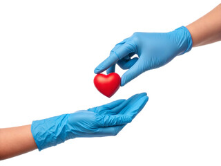 Doctor's hands in blue medical gloves giving a heart to a patient. A concept for healthcare, charity, and organ donation. Isolated real photo on transparent background, PNG.