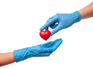 Doctor's hands in blue medical gloves giving a heart to a patient. A concept for healthcare, charity, and organ donation. Isolated real photo on transparent background, PNG.