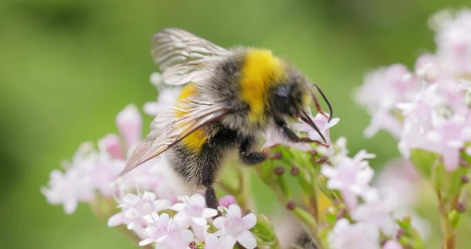 Bumblebee collects flower nectar at sunny day. Bumble bee in macro shot in slow motion.