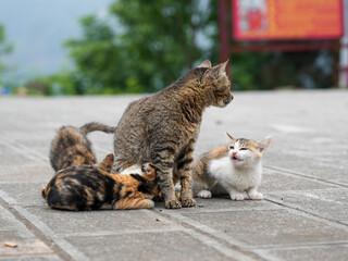 Mother cat and kittens