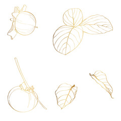 Set of golden persimmon fruit hand drawn elements botanical illustration.