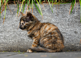 Mother cat and kittens