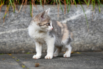 Mother cat and kittens