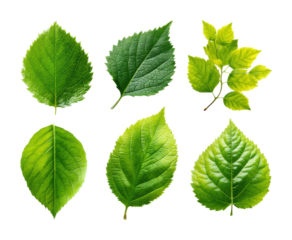 Exploring various green leaves nature botanical study outdoors