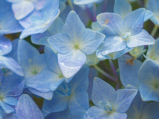 Hydrangeas in bloom in different colors