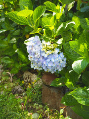 Hydrangeas in bloom in different colors