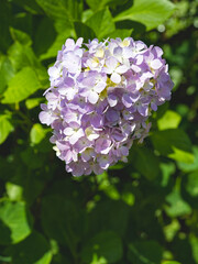 Hydrangeas in bloom in different colors