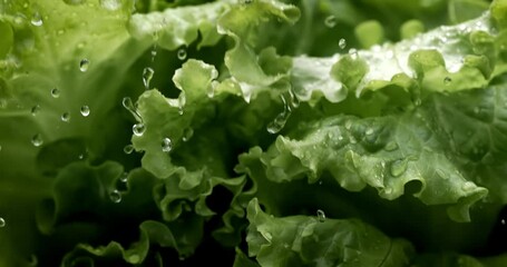 Fresh lettuce in drops of water. Shot on super slow motion camera 1000 fps. - Powered by Adobe