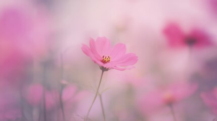 A single pink flower in the middle of a field of pink flowers