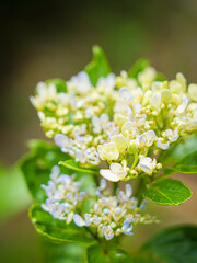 Hydrangeas in bloom in different colors